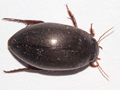 Ilybius ater